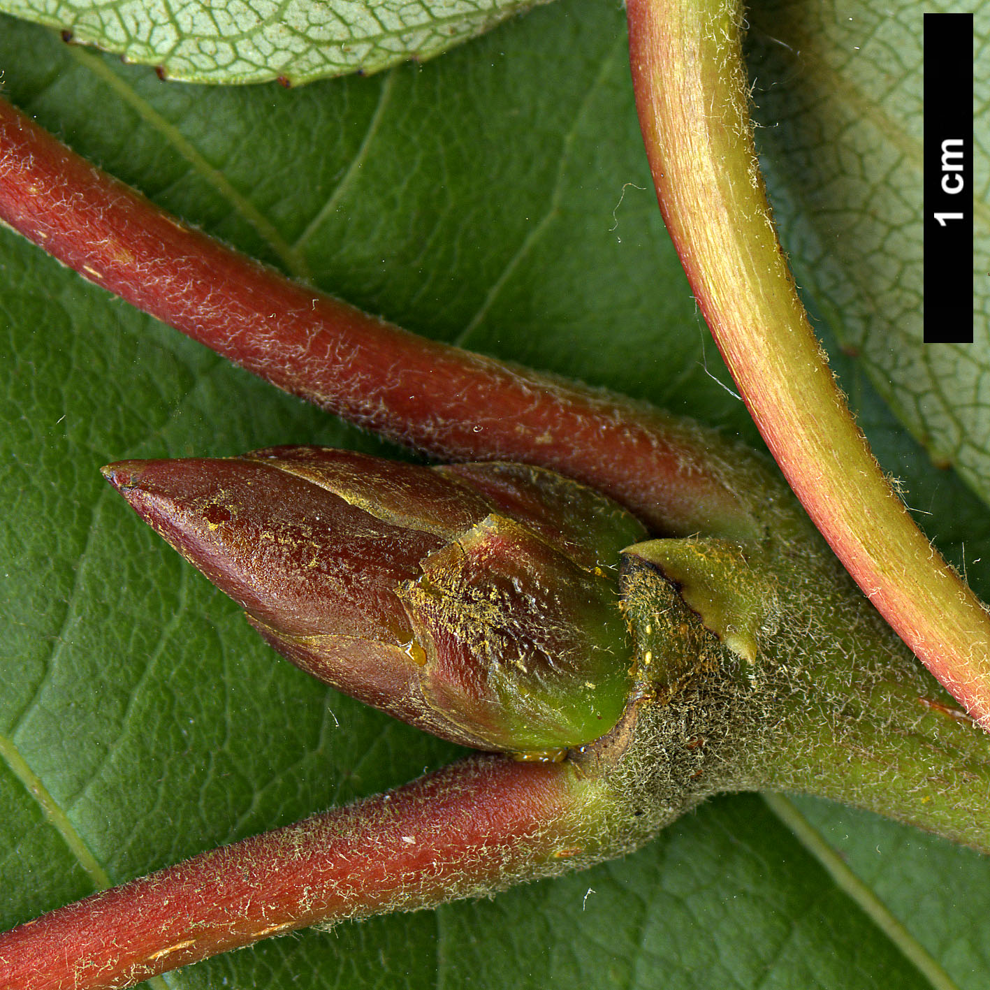 High resolution image: Family: Salicaceae - Genus: Populus - Taxon: szechuanica var. tibetica